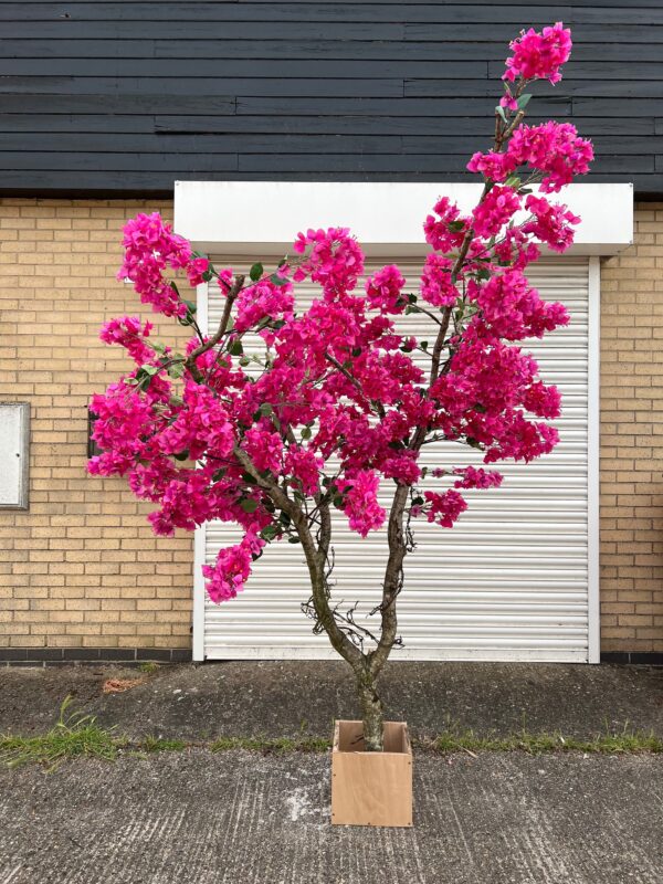 Hot pink Bougainvillea Tree