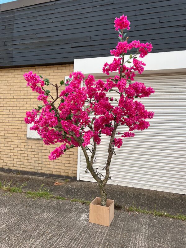 Hot pink Bougainvillea Tree - Image 3