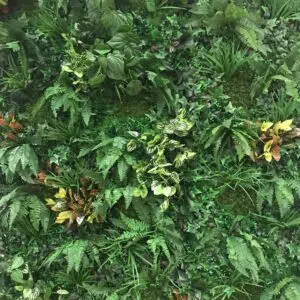 Green Foliage