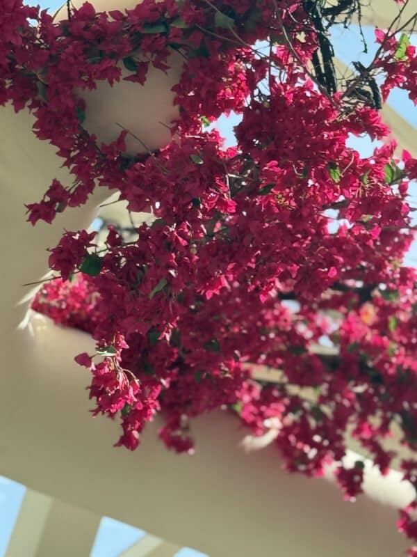 Pink Bougainvillea Flower Garland - Realistic Design - Artificial Flower Garland - Image 5