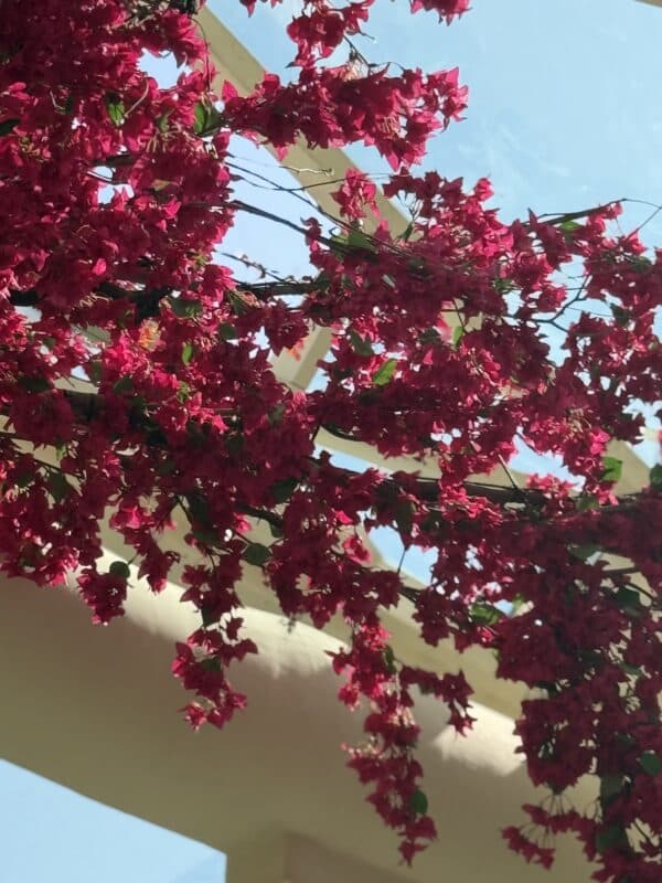 Pink Bougainvillea Flower Garland - Realistic Design - Artificial Flower Garland - Image 6